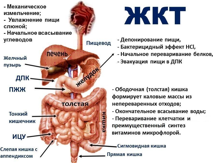 Заболевания связанные с типом питания Заболевания связанные с типом питания