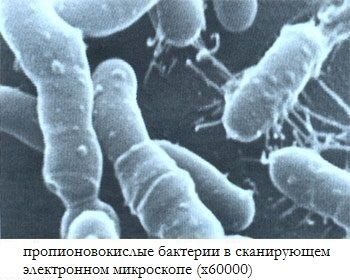 пропионовокислые бактерии что это такое простыми словами. Смотреть фото пропионовокислые бактерии что это такое простыми словами. Смотреть картинку пропионовокислые бактерии что это такое простыми словами. Картинка про пропионовокислые бактерии что это такое простыми словами. Фото пропионовокислые бактерии что это такое простыми словами