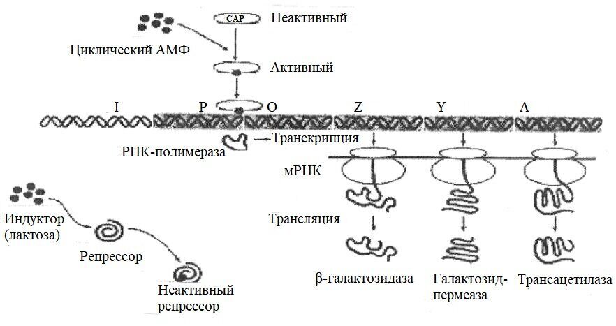 Железы желудка: классификация, какие функции выполняют, схема работы