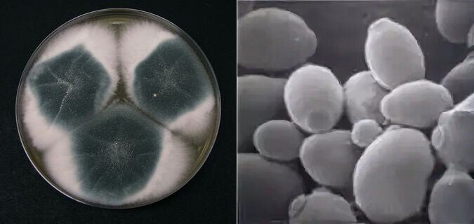 Колония Aspergillus fumigatus на агаре и Debaryomyces hansenii