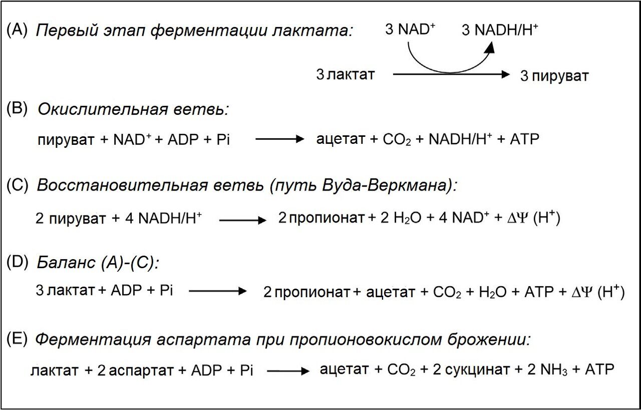 Сыры с пропионовокислым брожением