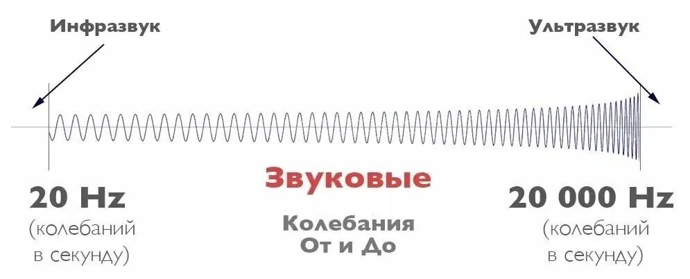 Ультразвуковая модуляция метаболической активности P. freudenreichii subsp. shermanii при получении пищевых продуктов, обогащённых витамином В12