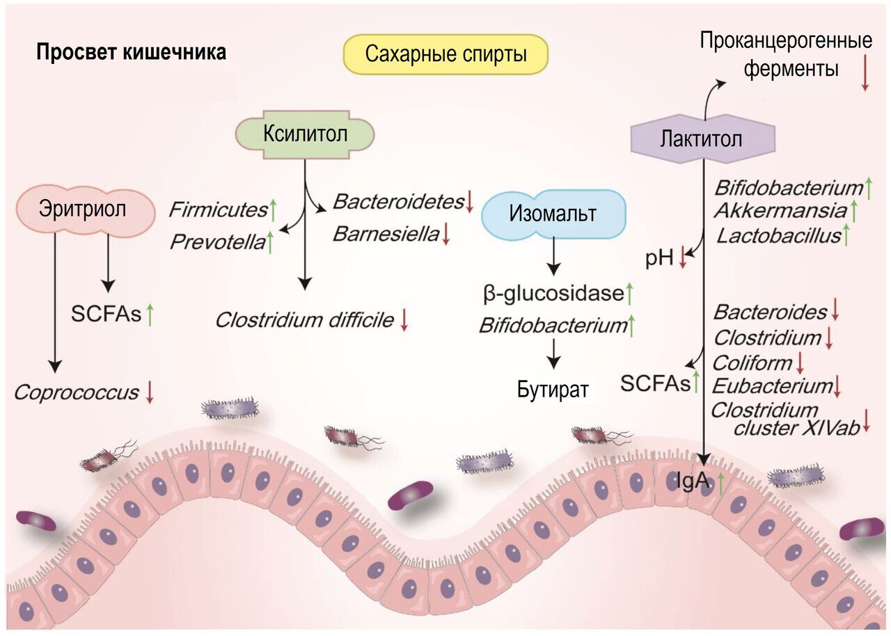 Влияние сахарных спиртов на микробиом <b>кишечника</b> и метаболиты.