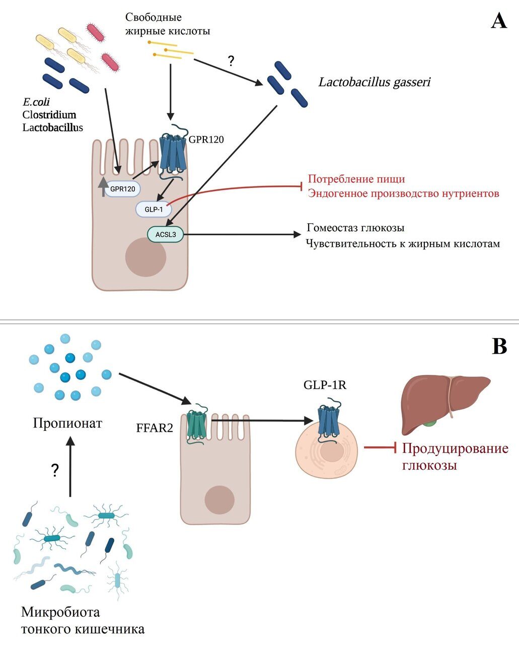 Взаимодействие микробов тонкого кишечника и метаболизм хозяина (A B)