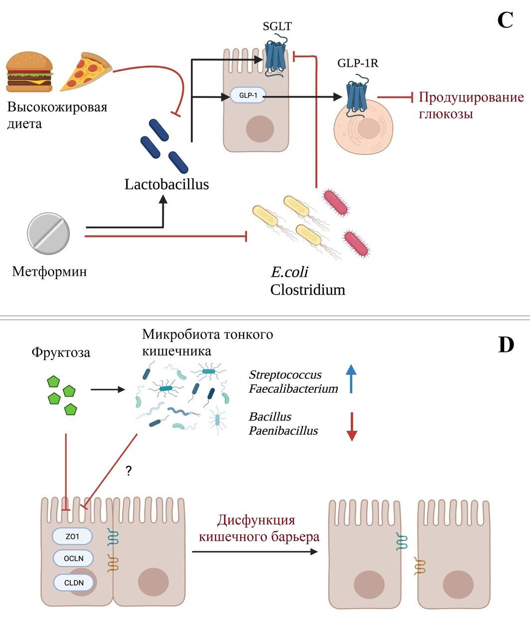 Взаимодействие микробов тонкого кишечника и метаболизм хозяина (C D)