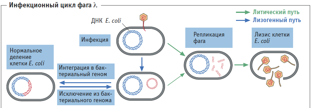 Лизогенный цикл. Схема развития бактериофага в бактериальной клетке. Лизогенный цикл бактериофага это. Жизненный цикл вируса бактерии. Стадии жизненного цикла бактериофага.