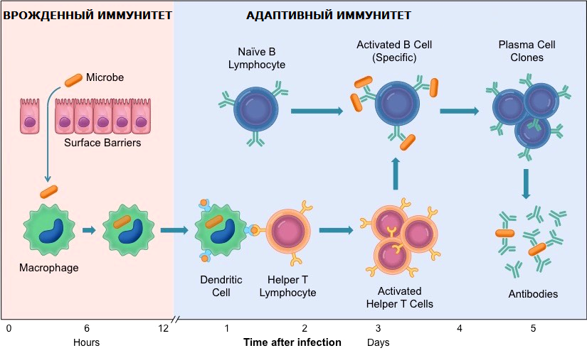 Механизм врожденного иммунитета схема. Адаптивный иммунитет схема. Схема иммунитет врожденный и адаптивный. Клетки активаторы врожденного иммунитета. Тимофеев иммунный