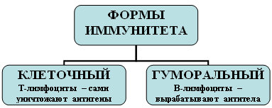 клеточный и гуморальный иммунитет