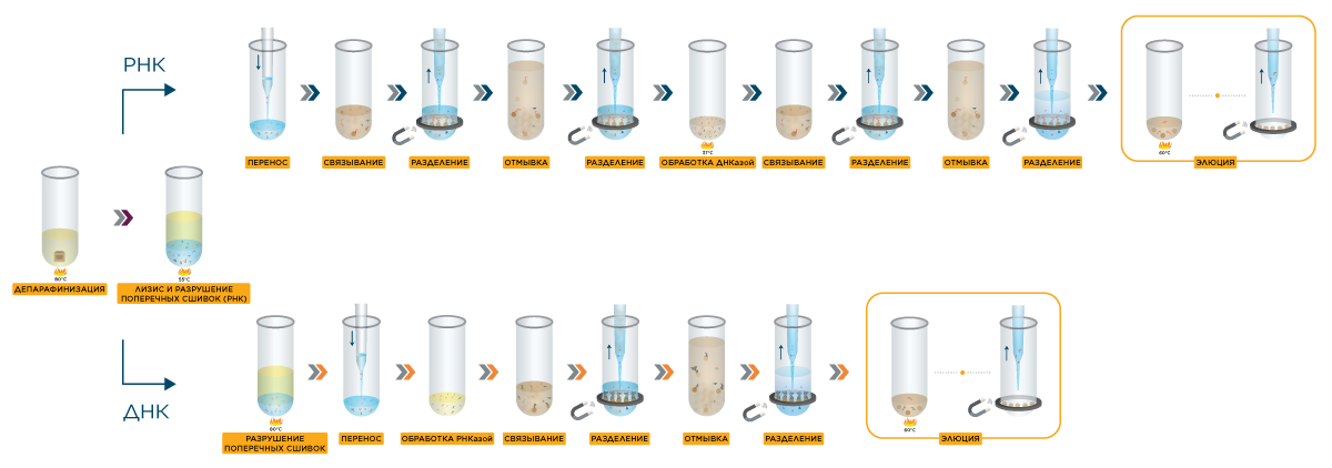 Процесс выделения днк. Выделение ДНК методом сорбции. Выделение ДНК схема. Жидкофазные методы выделения нуклеиновых кислот. Основные методы выделения ДНК.