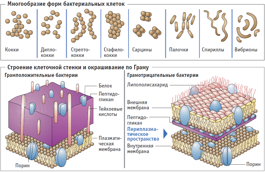 Структурные компоненты клеточной стенки грамположительных бактерий. Строение микроорганизмов грамположительных. Строение клеточной стенки грамм + бактерий. Строение клеточной стенки грамм отрицательные бактерии. Клеточная стенка окраска