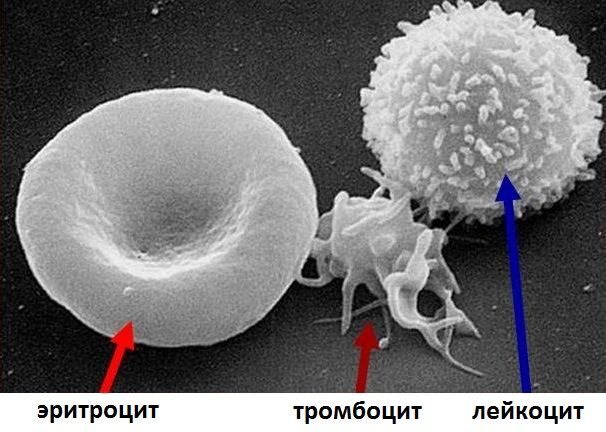 Микроэлемент железо картинки