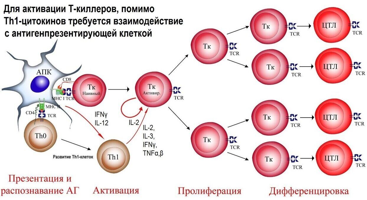 Эффекторные клетки т лимфоцитов. Th1 цитокины. Клеточные цитокины th1. Эффекторные т клетки. Функции цитотоксических т лимфоцитов.