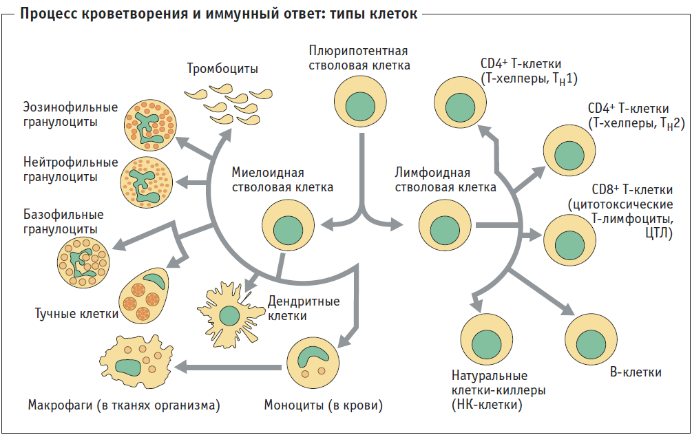 Макрофаги антитела. Происхождение иммунных клеток. Клетки иммунной системы схема. Т-лимфоциты иммунной системы схема. Схема дифференцировки клеток иммунной системы.