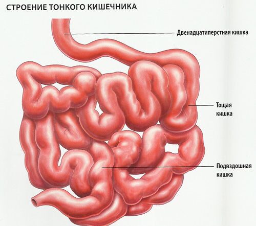 Заболевания кишечника