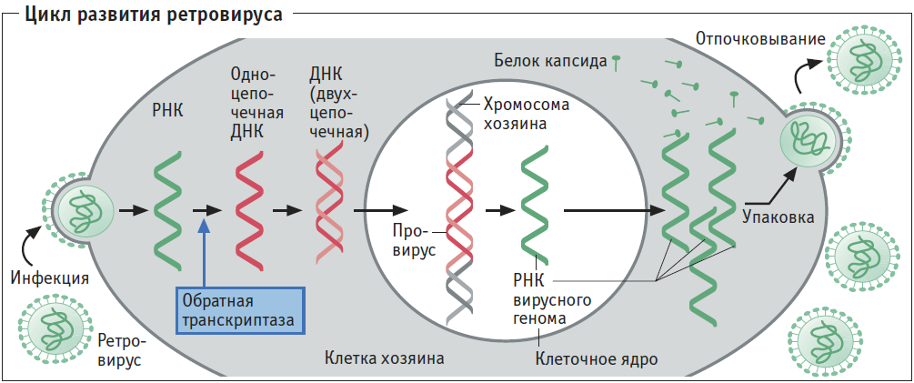 Вирус наследственная информация. Жизненный цикл РНК вирусов. Жизненный цикл РНК содержащих вирусов. Цикл развития РНК содержащего вируса. Жизненный цикл РНК И ДНК вирусов.