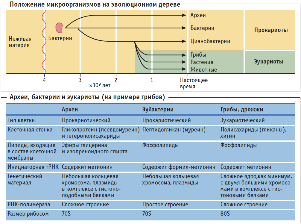 Классификация прокариотов и эукариотов