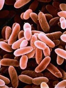 Listeria monocytogenes bacteria